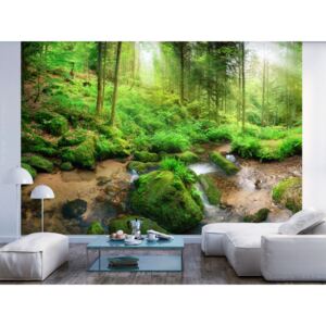Wall mural Forest and Trees: Humid Forest