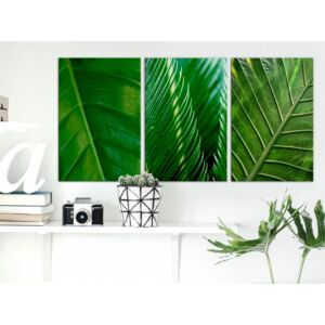 Canvas Print Trees: Leaves (Collection)