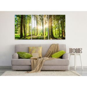 Canvas Print Forest: Daylight (3 Parts)