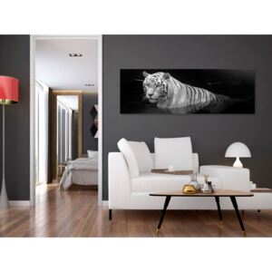 Canvas Print Cats: Shining Tiger (1 Part) Black and White Narrow