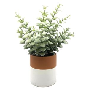 Plant in Terracotta and Grey Ceramic Pot