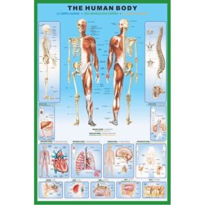 Poster The human body, (61 x 91.5 cm)